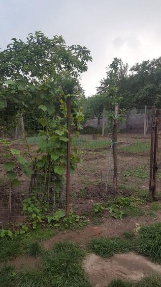 Casa la tara, Tuglui, sat Glod - 6