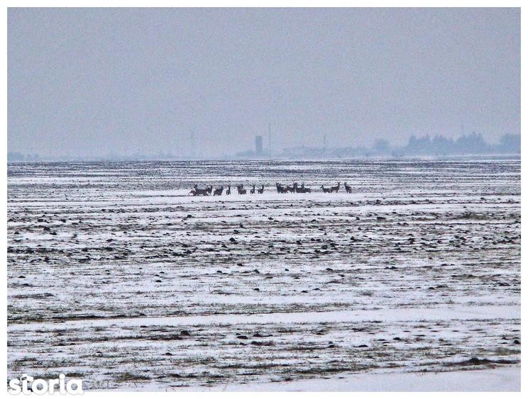 Sat Pope?ti. Curent. Padure. Aer curat, liniste, acces usor Bucuresti. - 3