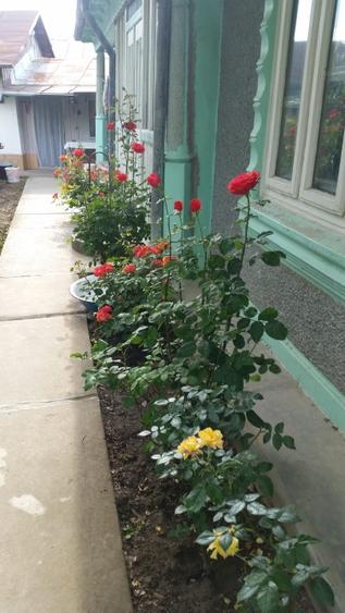 Vand casa Cudalbi - 4