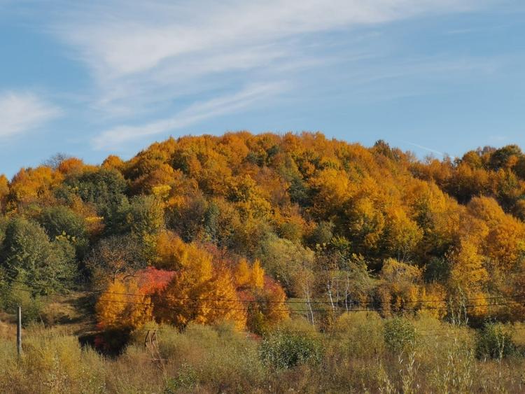 Bughea de Jos, Curte 1512/3025mp, 5 min Valeni PH - 5