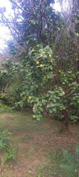 Teren cu casă bătrânească, de vânzare, situat în Stațiunea Slănic – Prahova. - 6