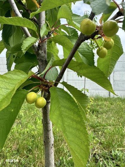 Vand teren Tartasesti 414 mp - 4