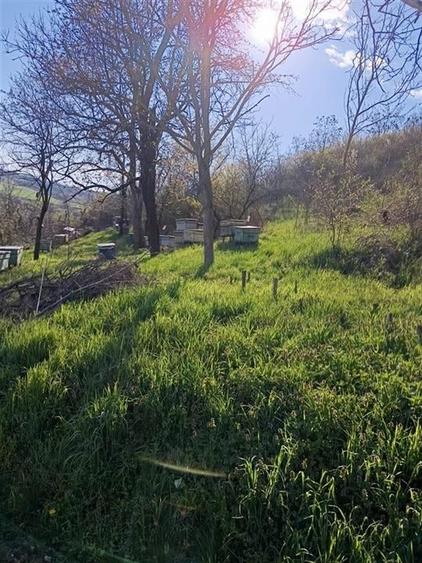 RECO TEREN GENEROS CU CABANA - 6