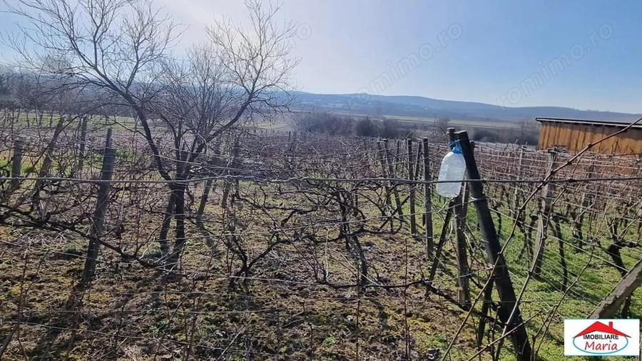 Teren intravilan in Viile Satu Mare 23000 Euro - 2