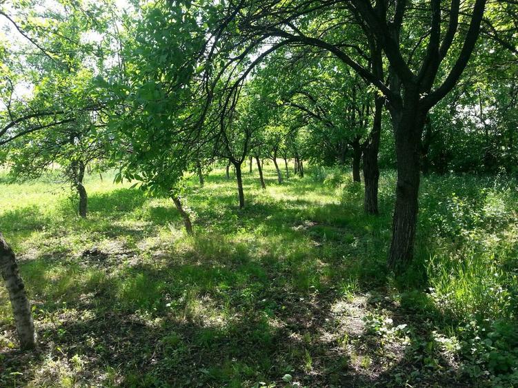 Vand teren mun. Ploiesti, str. Ghighiului. - 3