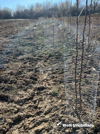 Teren extravilan cu gradina in Saliste - 8
