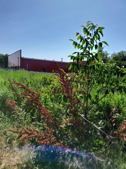 Movilita (IL)-teren de inch. 1800 mp stradal, 30 ml desch, langa Profi - 6