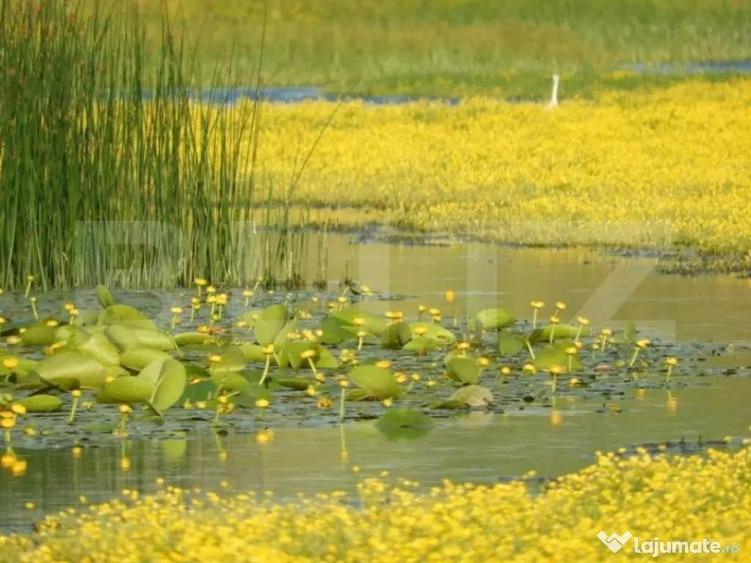 Teren, 120000mp, Insula Calinovat, Moldova Noua - 9