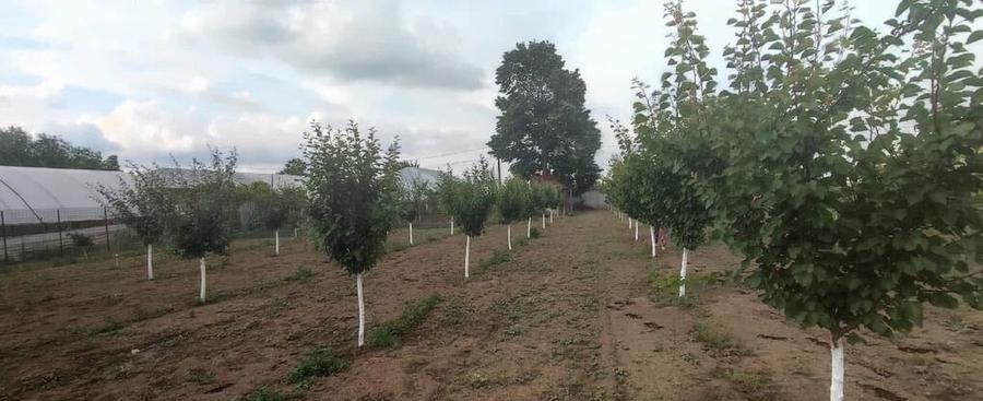 Casa 5 camere cu livada 2200 mp- Varasti - 6