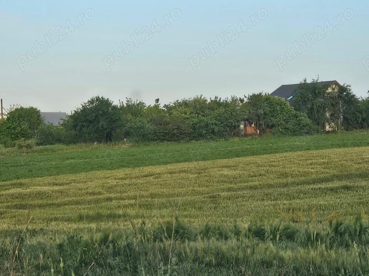 Ferma Calugareni 11860 mp 100 000 Euro - 3