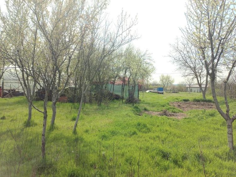 Teren 1000MP (sau 500mp) Radu Negru Calarasi (Gambeta) - 6