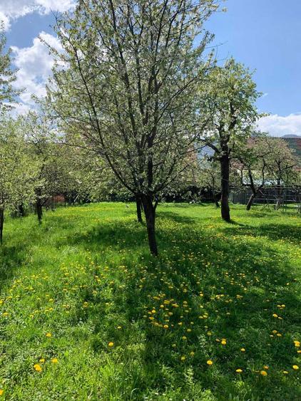 ULTRACENTRAL Zarnesti 1305 mp langa Primarie | INVESTITIE | - 5