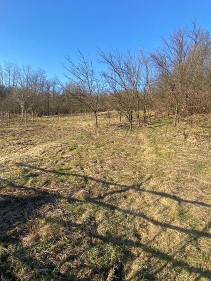 Oferta urgenta! Teren 2519 mp + constructie 68 mp — Pret atractiv - 7