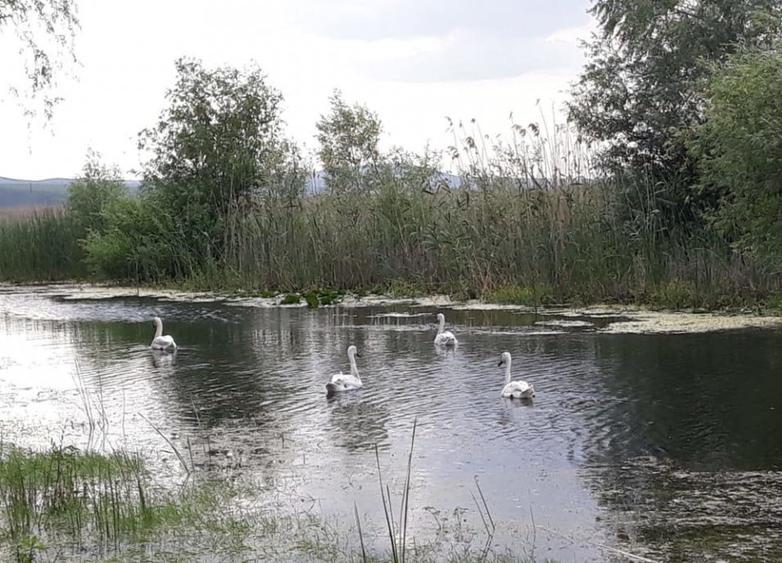 CASLITA- TEREN  1629 MP, IESIRE LA BALTA CASLA - 2