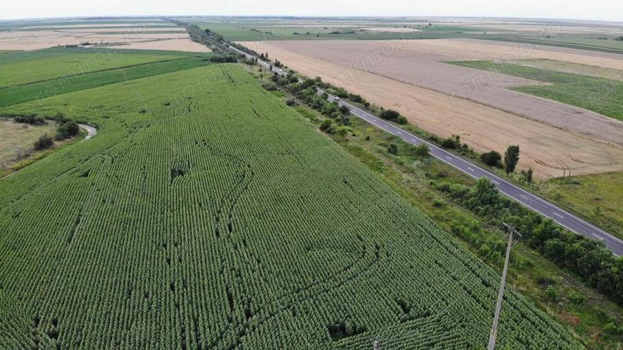 Vand Teren Extravilan Becicherecu Mic(zona industriala) 18.000mp,Utilitati - 3