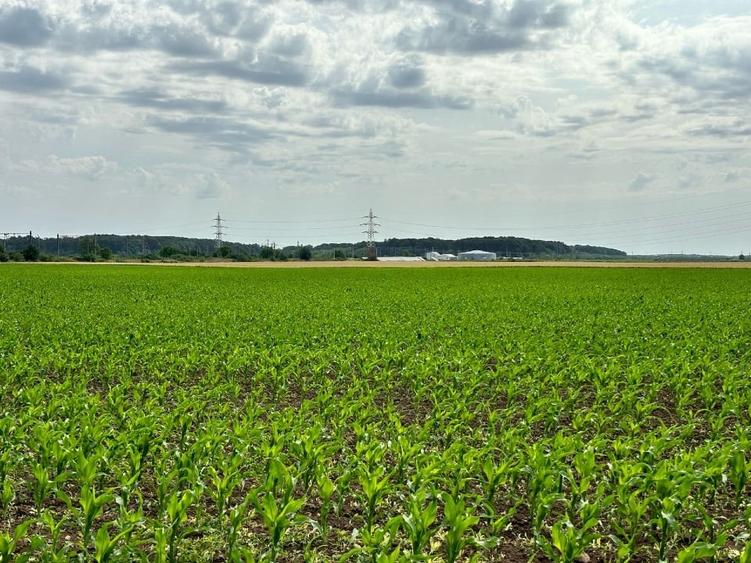 Dobroesti- Dragonul Roșu/Gara Pantelimon - 15.000 m.p. teren intravilan - 4