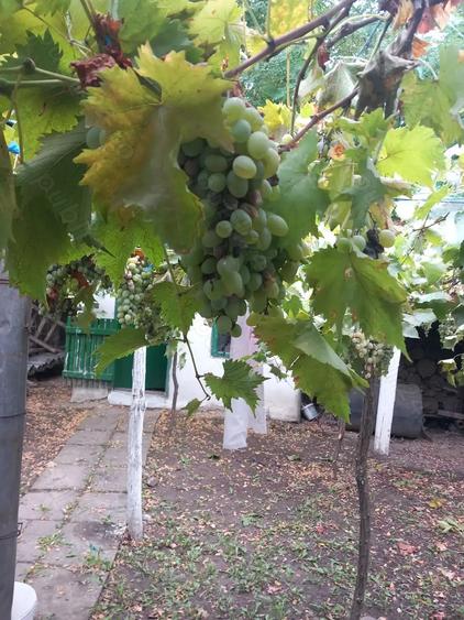 Casa batraneasca si teren de vanzare: Silistraru, Braila - 6