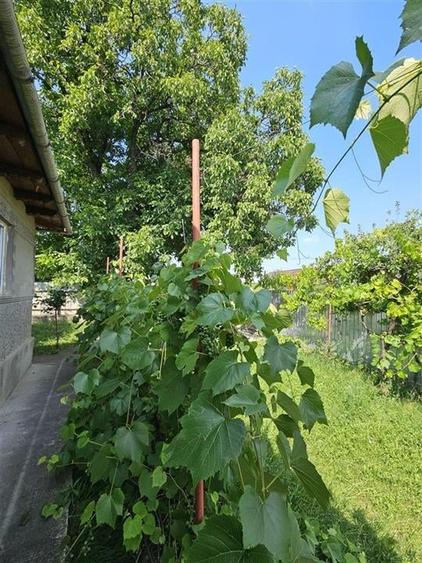 Casa solida, independenta energetic, mutare imediata, 2000 mp teren Targu Trotus - 3