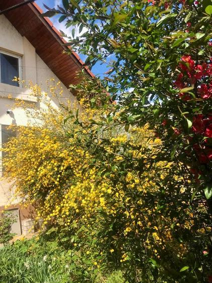Vand casa + teren IEZURENI - 8