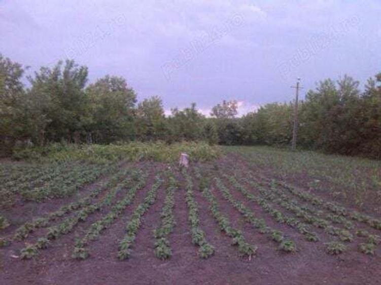 Vand casa ?i gradina mare. - 7