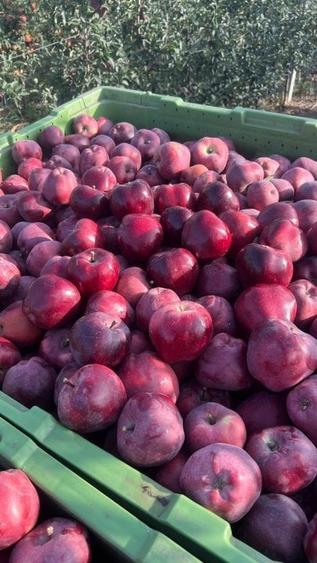 Afacere la cheie-FERMĂ POMICOLA - 3