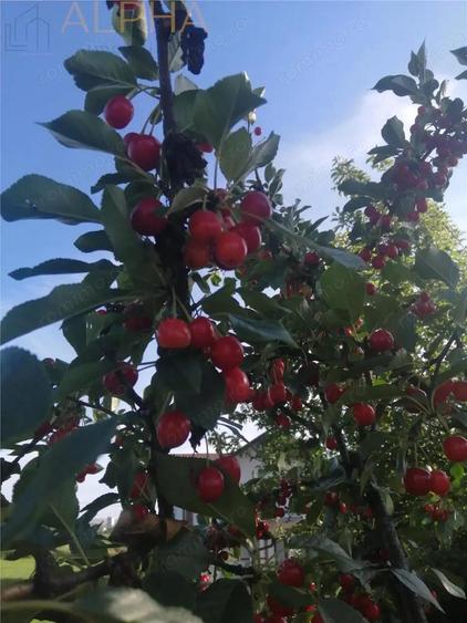 Casa spatioasa cu teren generos si anexe, cu posibilitate de schimb cu apartament 3 sau 4 camere - 13