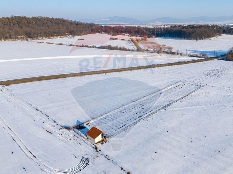 Teren cu plantatie de aronia - 6