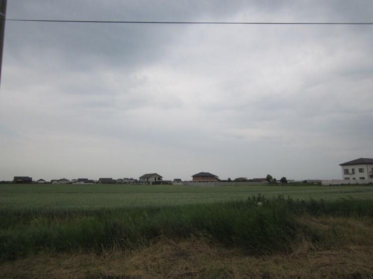 Domnesti-Narciselor - 12