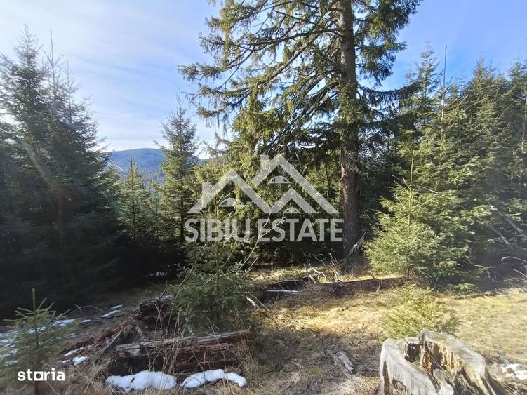 Teren de vanzare in zona montana a judetului Alba - 10