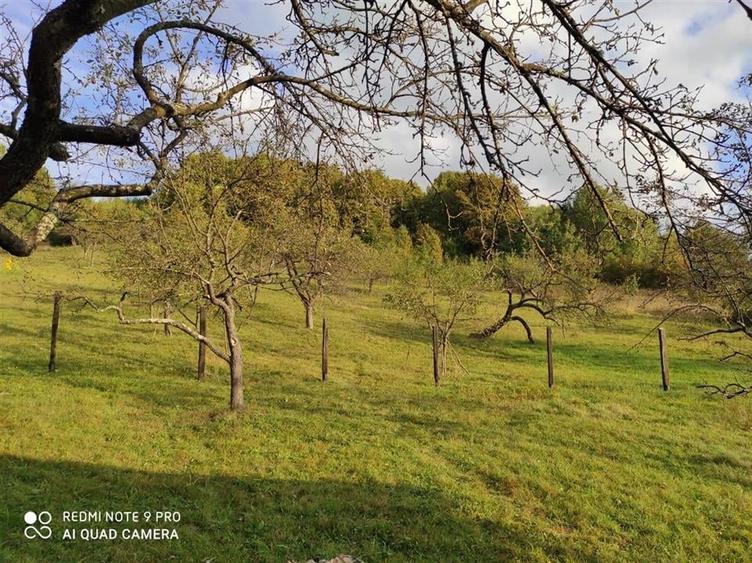 RECO Casa de vacanta in Borod - 6