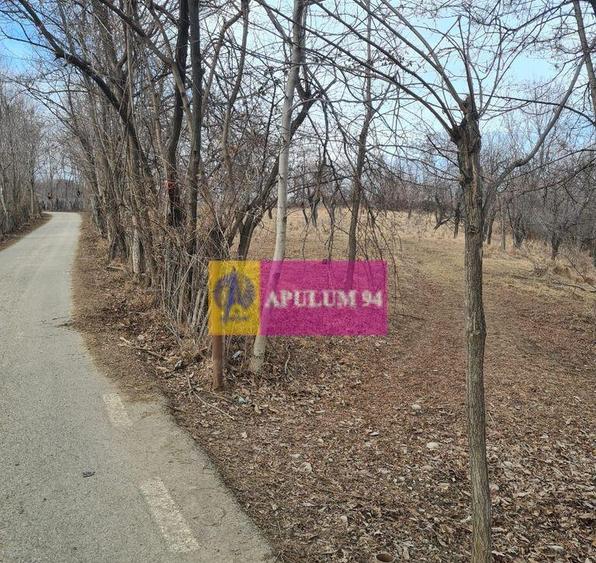 Teren intravilan de vanzare in Cornu de Jos - 8