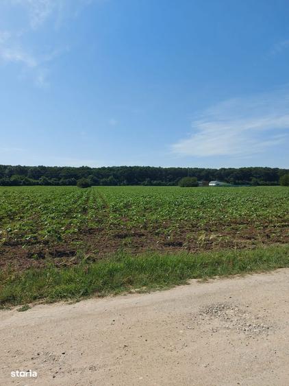 8.500 mp cu deschidere la padure, dubla deschidere Snagov Ghermanesti - 4