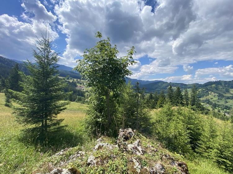 Teren rarau 10 min de partie extravilan parcela de jumatate 5600mp - 8