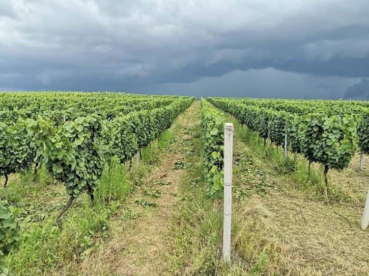 Afacere Investitie Vie 4 Hectare 40 km de Oradea - 2