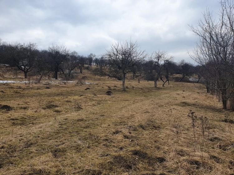 Teren Construcții extravilan de 10000 mp, în Bod - 7