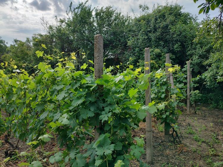 Teren intravilan Breaza / Buzau - 1