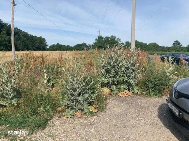 Proprietar vand teren langa Domnesti la Bucsani la padure - 2