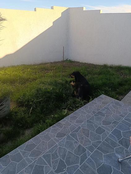 Vila 4 dormitoare - 3