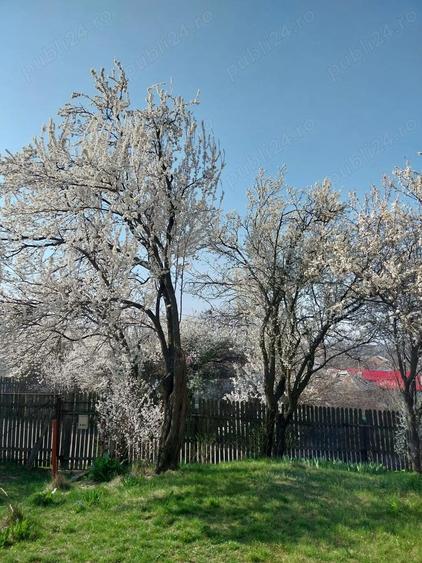 Casa caramida cartojani giurgiu gaze apa centrala, direct proprietar - 10