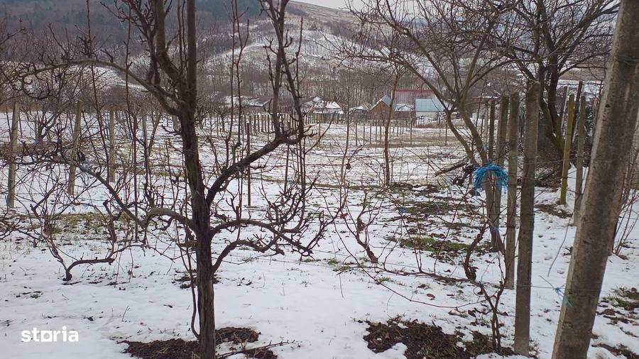 Teren intravilan 704 mp, acces asfaltat, priveliste Padurea Breazu - 6