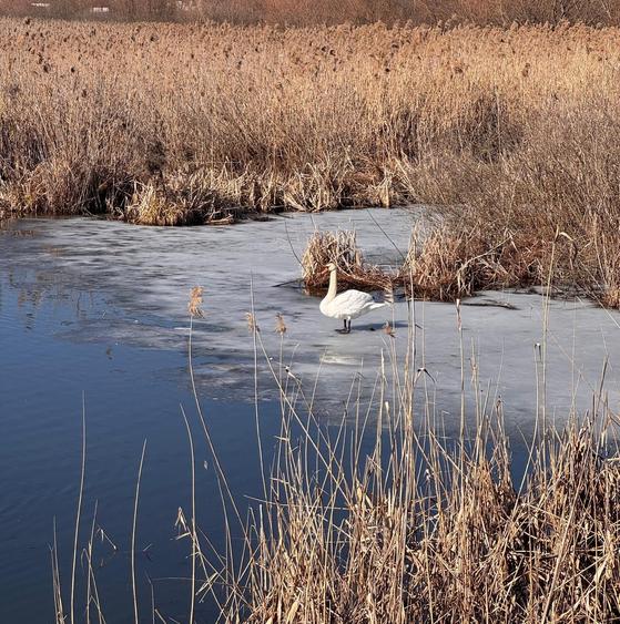 Teren cu deschidere la lac strada Orhideelor- conectare imediata la curent - 11