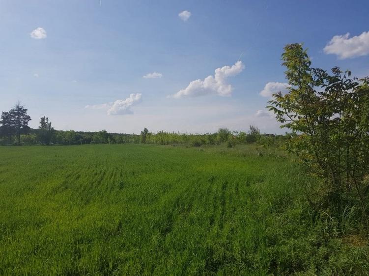 Teren Construcții intravilan de 3000 mp, în Ciolpani