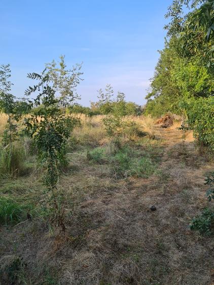 Casă cu 4 camere cu Teren 1800 Mp în Vânătorii Mici