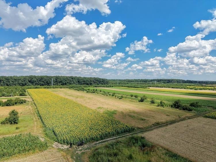 Gulia Tartasesti, padurea Raioasa, teren, investitie premium - 14