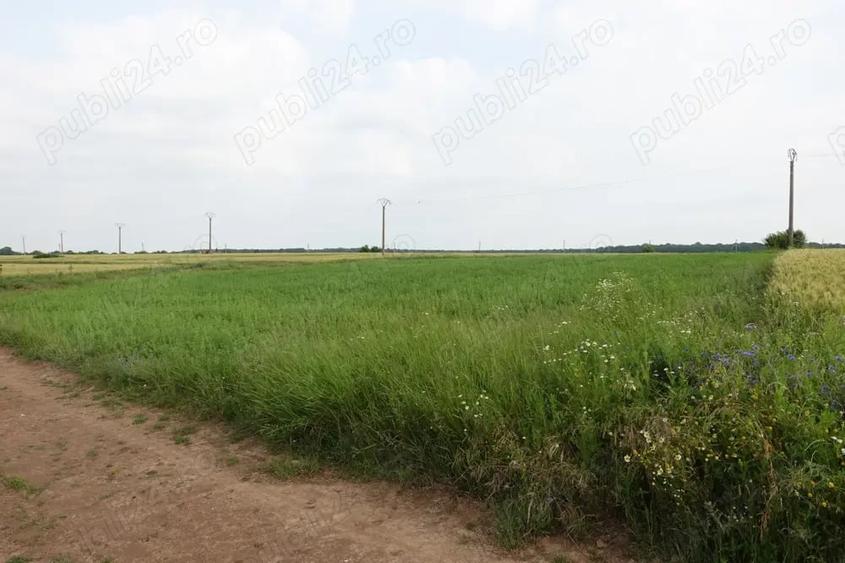 Teren de 10100 mp, în Tâncăbești