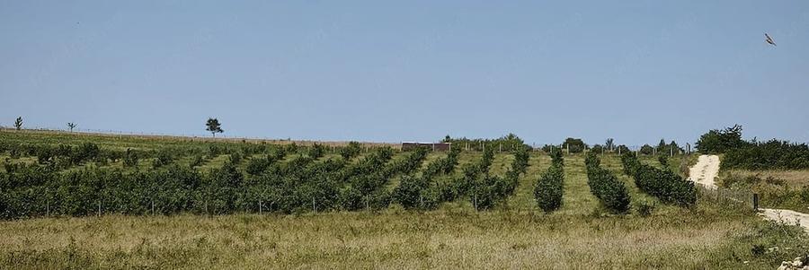 Teren de 29000 mp, în Cozla
