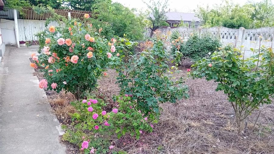 Casă cu 5 camere cu Teren 2200 Mp în Zăvoaia