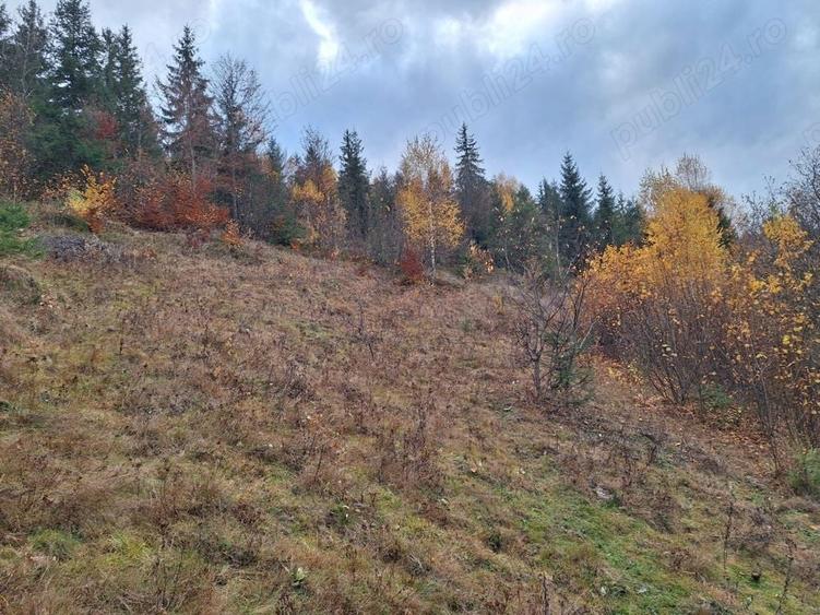 Teren de 1000 mp, în Fericet