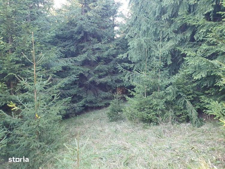 Teren de 162000 mp, în Sărmaș