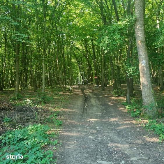 Teren Extravilan/Padure 90 000 Mp de Vanzare Zona Corunca/Acatari - 7